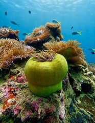 Underwater wide angle shot of vibrant green sea anemones and coral reef habitat with tropical fish swimming in clear blue ocean. © Baa