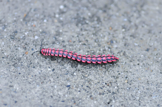 Flat backed millipede or  Polydesmida or Paradoxosomatidae or Orthomorpha or Orthomorpha parasericata or  Antheromorpha uncinata or Flat-backed millipede or red Millipede