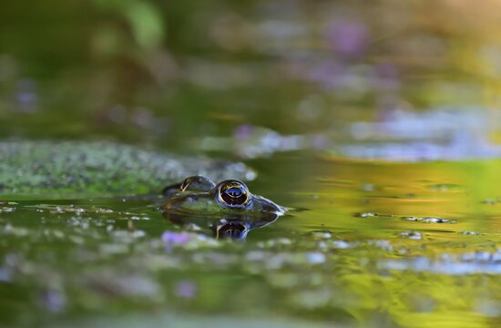 Seefrosch (Pelophylax ridibundus) im Gartenteich verspiegelt