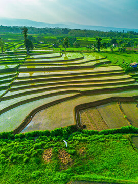 Aerial view of lush green rice terraces reflecting the sky in the morning light in Bali, Indonesia