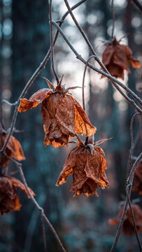 Moody close-up of dried brown autumn flowers hanging from frosted winter twigs against a dark blue blurred forest background during a cold morning with visible ice crystals on branches