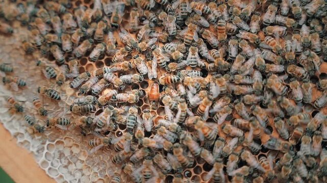 The queen bee surrounded by bees: that support and feed. the queen and bee workers around her. bee colony life.