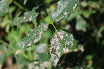 Damaged rose leaves with skeletonized spots caused by insect garden pests © eliyashevskiy