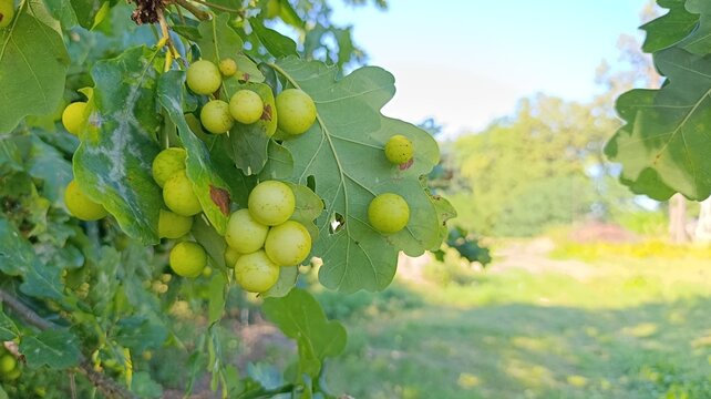 Oak apple galls caused by gall wasps growing on green oak leaves