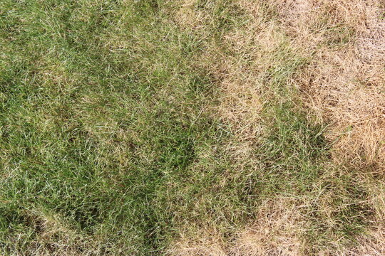 Dry brown dead grass lawn affected by summer drought and heatwave high angle