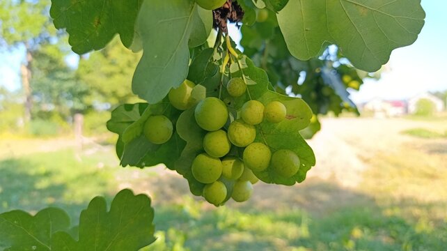 Oak apple galls caused by gall wasps growing on green oak leaves
