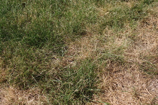 Dry brown dead grass lawn affected by summer drought and heatwave high angle