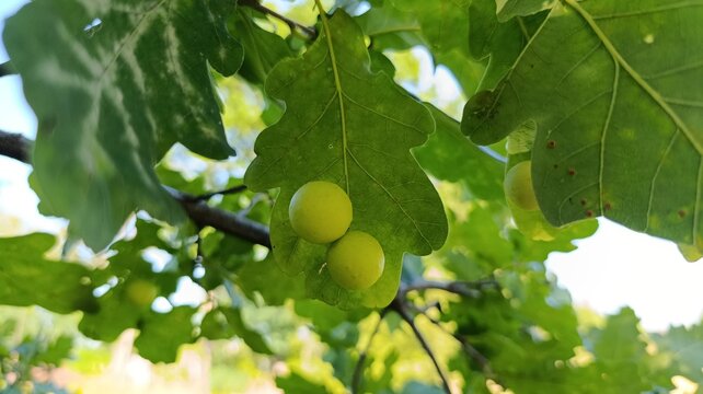 Oak apple galls caused by gall wasps growing on green oak leaves