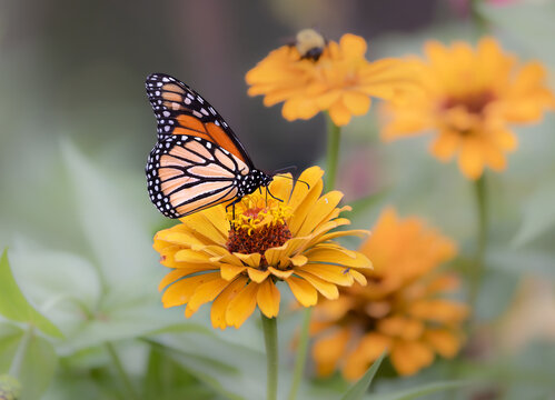 Monarch on yellow flower
