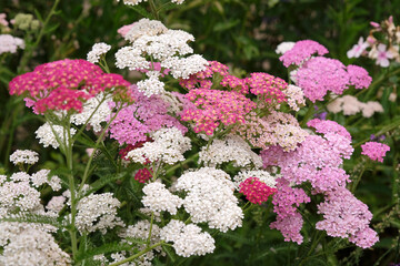 Achillea millefolium, Pink common yarrow in flower. © Alexandra