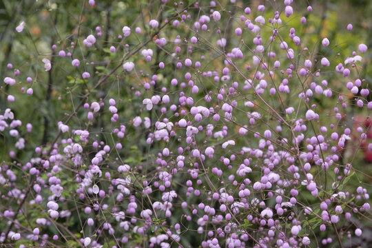 Purple Thalictrum &lsquo;Splendide&rsquo;, meadow rue in flower.