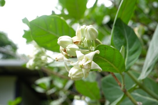 White Crown Flower Calotropis Blooming Garden Tropical Plant