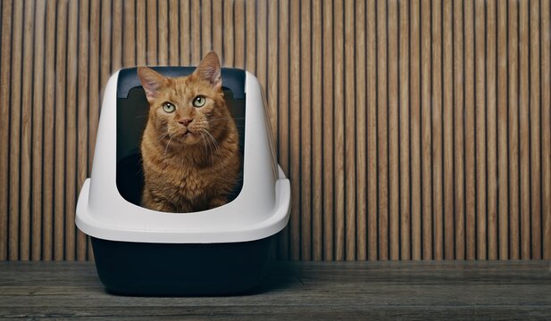 Cute orange cat sitting in a litter box and looking away. Panoramic image with copy space.	