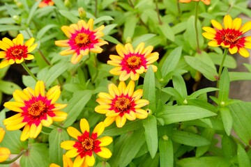 Fototapeta premium Pink and Yellow Zinnia Flowers in Bloom Garden Natural Setting