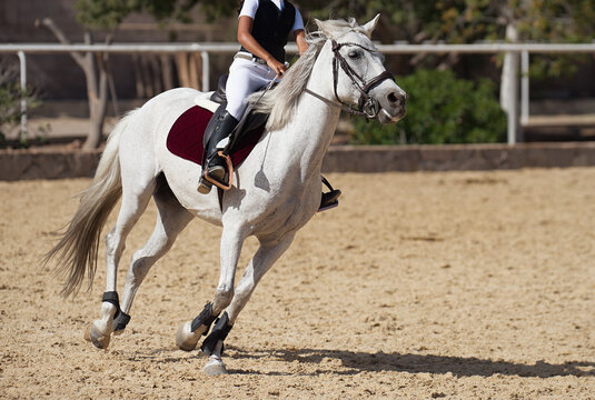 Young girl training on white horse
