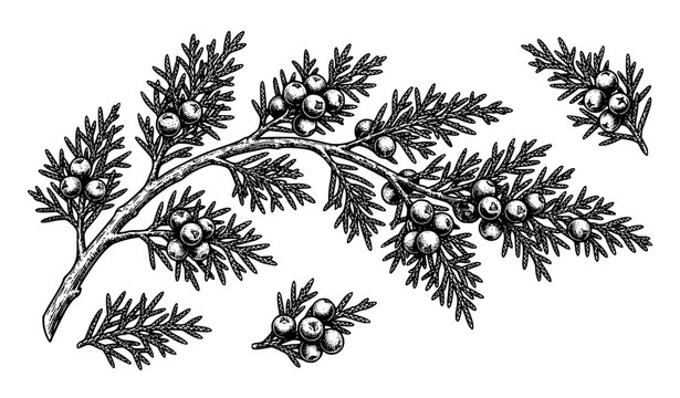 Juniper Berry Branch Vintage Black Ink Botanical Vector Illustration