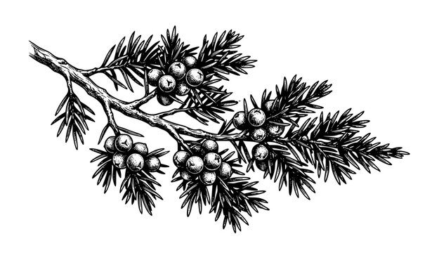 Juniper Branch with Berries Vintage Botanical Engraving Vector