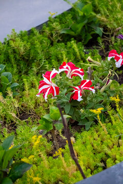 Red and White Striped Petunia Flowers in Garden Bed
