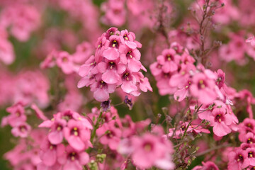 Obraz premium Pink Diascia ‘Hopleys’ twinspur in flower.