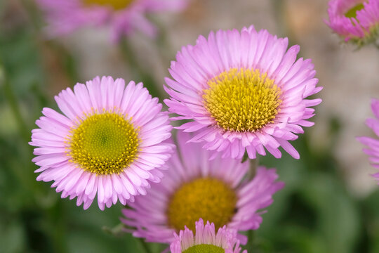 Pink Erigeron glaucus &lsquo;Sea Breeze&rsquo;, glaucous leaved fleabane in flower.