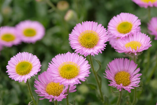 Pink Erigeron glaucus &lsquo;Sea Breeze&rsquo;, glaucous leaved fleabane in flower.