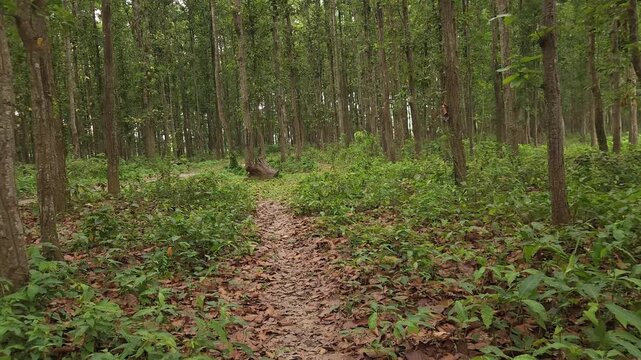 Sal Tree Forest in Dense Green Woodland, Tropical Forest Nature 4K Stock Footage