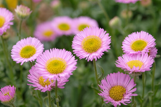 Pink Erigeron glaucus &lsquo;Sea Breeze&rsquo;, glaucous leaved fleabane in flower.