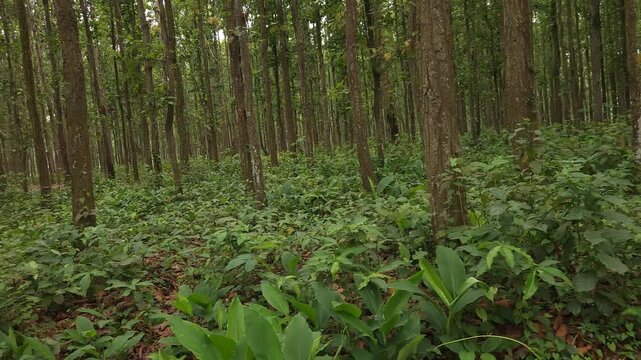 Sal Tree Forest in Dense Green Woodland, Tropical Forest Nature 4K Stock Footage