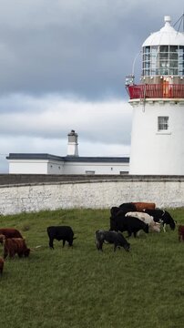 Cows at St Johns Point in County Donegal - Ireland