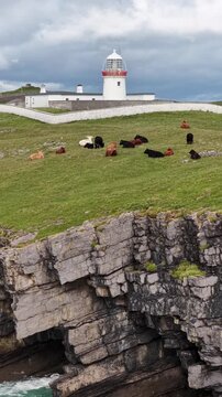 Cows at St Johns Point in County Donegal - Ireland