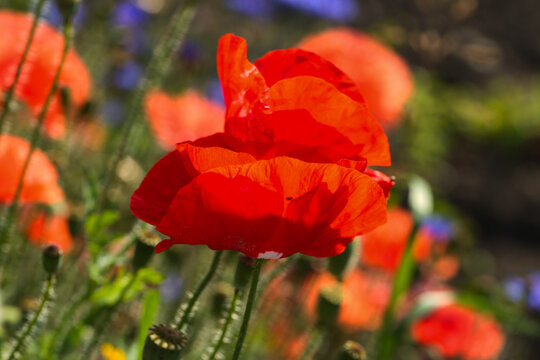 vibrand red poppy flower in a summer meadow
