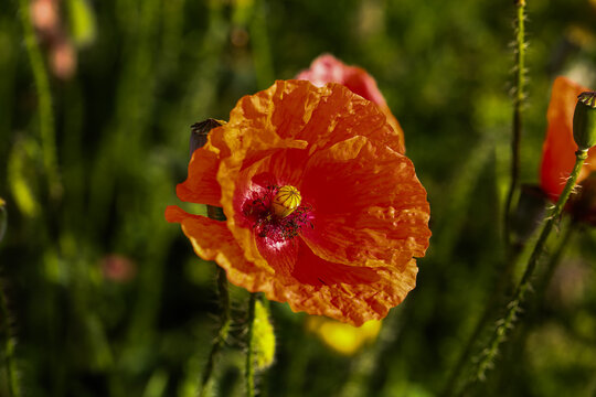 vibrand red poppy flower in a summer meadow