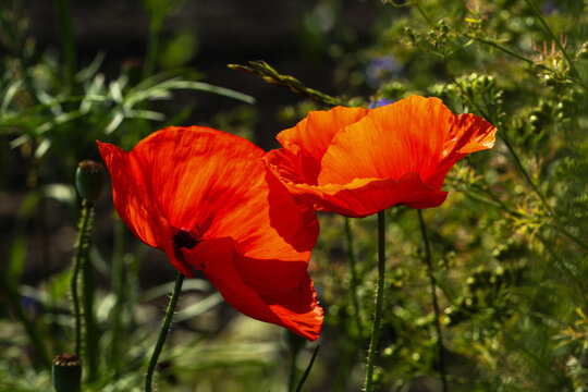 vibrand red poppy flower in a summer meadow