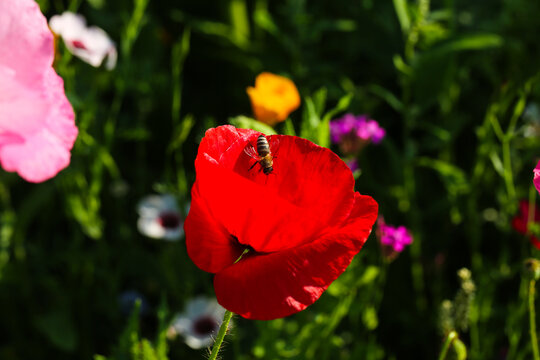 vibrand red poppy flower in a summer meadow