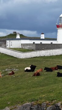 Cows at St Johns Point in County Donegal - Ireland
