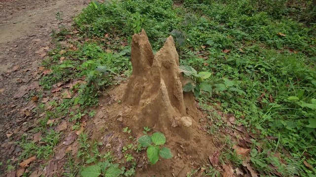 Termite Mound in Dense Green Forest, Natural Wildlife Habitat and Tropical Woodland 4K Stock Footage