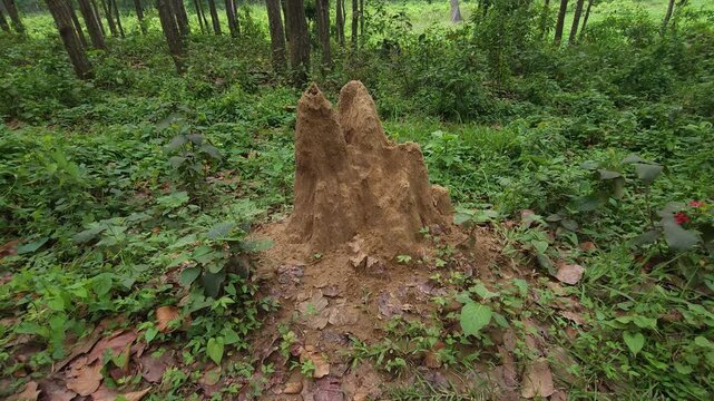 Termite Mound in Dense Green Forest, Natural Wildlife Habitat and Tropical Woodland 4K Stock Footage