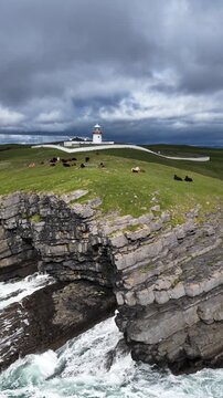 Cows at St Johns Point in County Donegal - Ireland