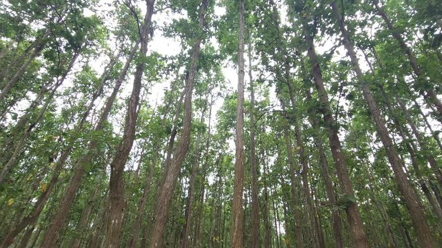 Sal Tree Forest in Dense Green Woodland, Tropical Forest Nature 4K Stock Footage