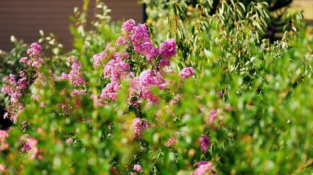 Vibrant clusters of purple and lavender-pink crinkled blossoms of Lagerstroemia indica (crape myrtle). Ornamental shrub in a private villa sways in the summer breeze. Pula, Croatia - August 15, 2026
