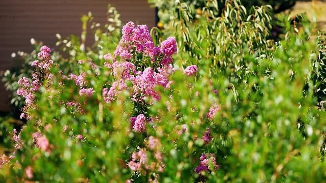 Vibrant clusters of purple and lavender-pink crinkled blossoms of Lagerstroemia indica. Crape myrtle. Ornamental shrub sways in the summer breeze. Slow motion. Pula, Croatia - August 15, 2026