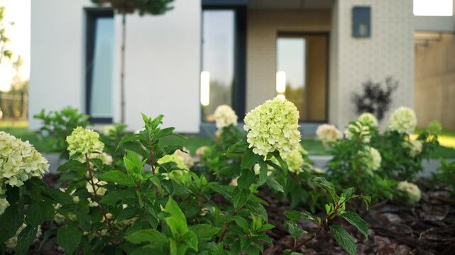 Landscaped front yard with hydrangea paniculata blooming in a flower bed in front of a modern residential building with large windows and white facade during sunset