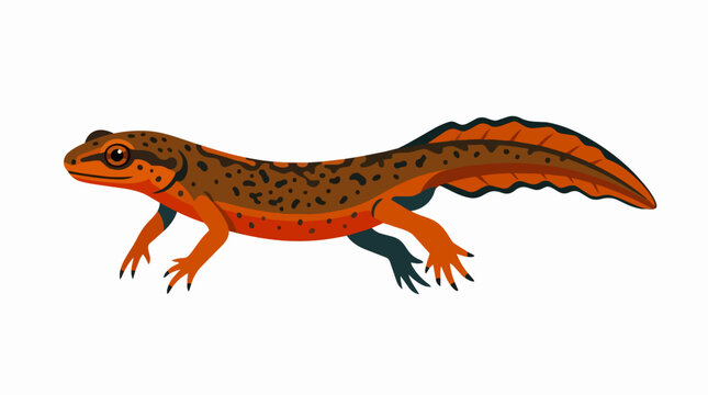 Detailed Smooth Newt Salamander Amphibian with Bright Orange Skin and Dark Spotted Pattern Isolated for Design