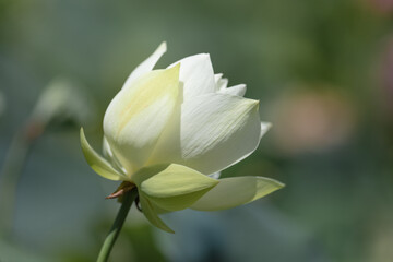 Fototapeta premium White lotus flowers blooming in summer