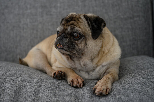 Charming pug relaxing on a cozy couch in a warm living room during a sunny 