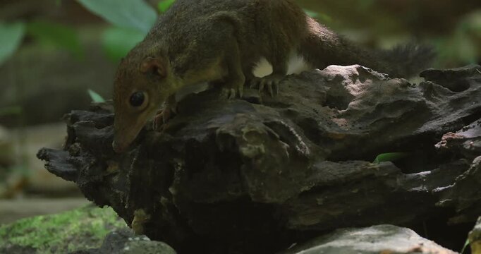 Northern treeshrew Tupaia belangeri sitting on mossy rocks and forest floor in a tropical jungle during the day. Close-up shot showing brown fur texture and large eyes.