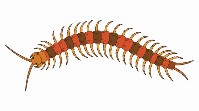 Detailed Centipede Illustration Featuring Many Legs and Segmented Orange Body Isolated on White Background Graphic