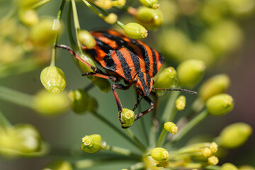 Stripe bug Graphosoma italicum with striking red and black patterns resting on dill flowers in macro close-up © Ruslan