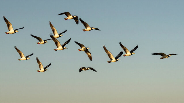 Flock of migratory birds soaring high in a clear blue sky