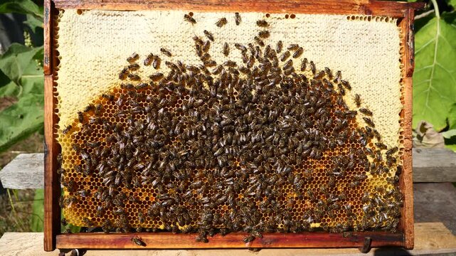 The honeycombs contain nectar, honey and pollen.